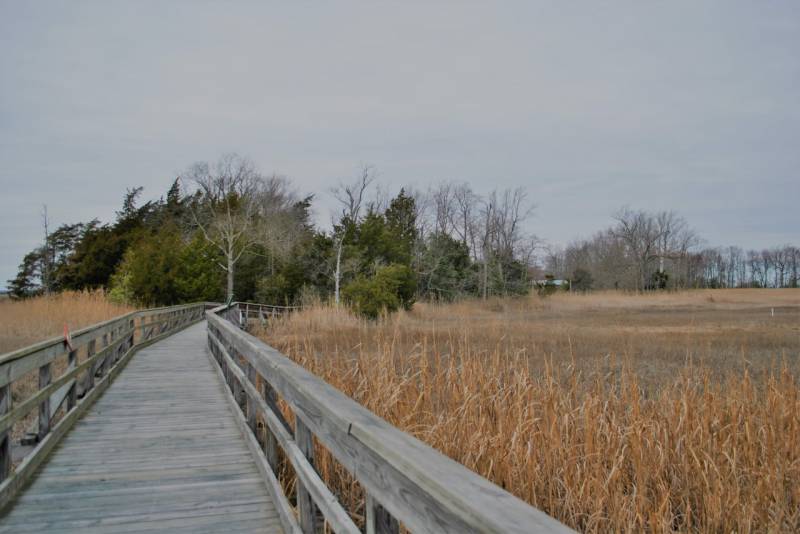 thumbnail_st_jones_reserve-_boardwalk__wysiwyg