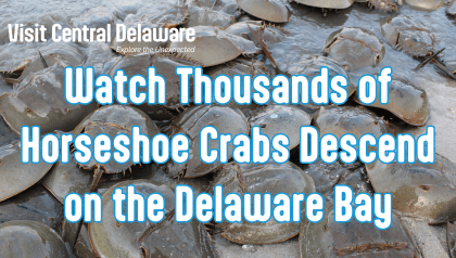 Watch-Thousands-of-Horseshoe-Crabs-Descend-on-the-Delaware-Bay-1-min
