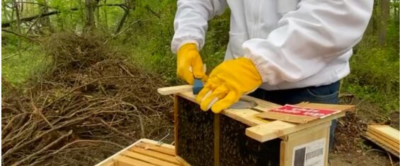 bee-keeping-workshop