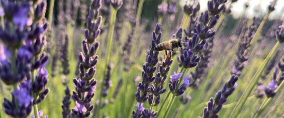 bee-keeping
