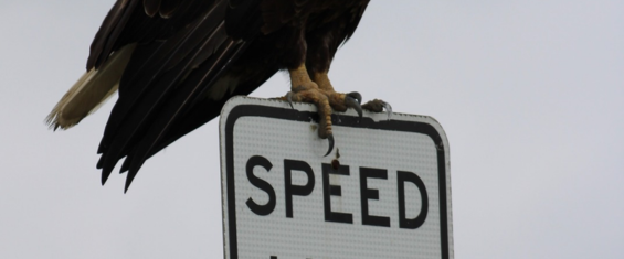 bombay-hook-bald-eagle