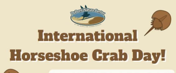 international-horseshoe-crab-day