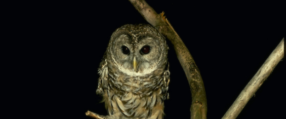 killens-owl