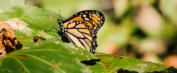 monarch-closeup-bombay