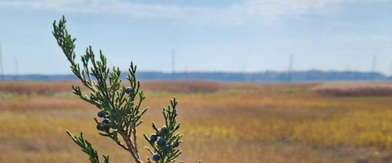 trees-without-leaves