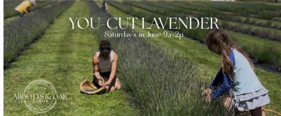 you-cut-lavendar-abbotts